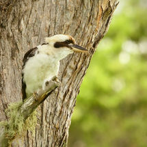 Kookaburra Spotter
