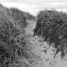 Dune grass Path
