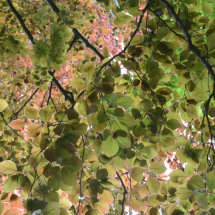 In the Leaves