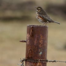 On a Rusty Post