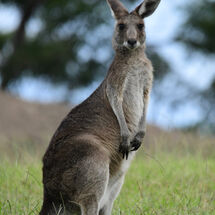 Kangaroo stance