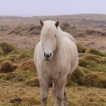 Wet White Horse