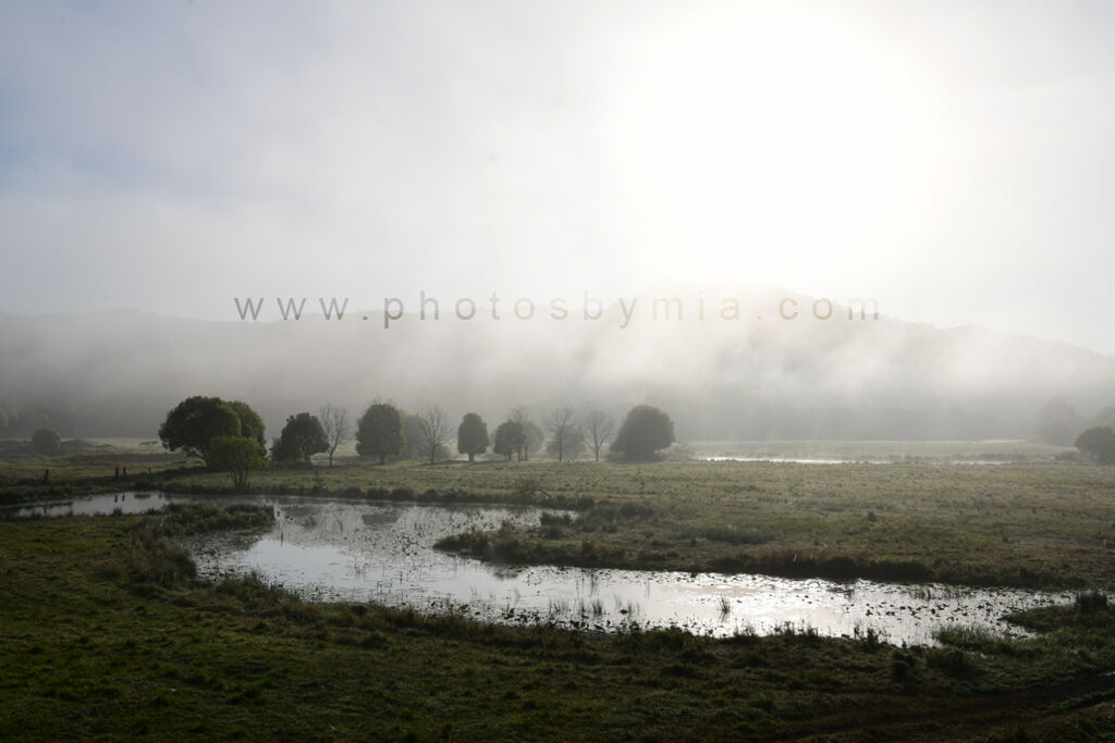 Foggy Morning