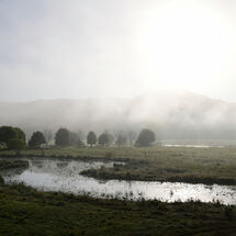 Foggy Morning
