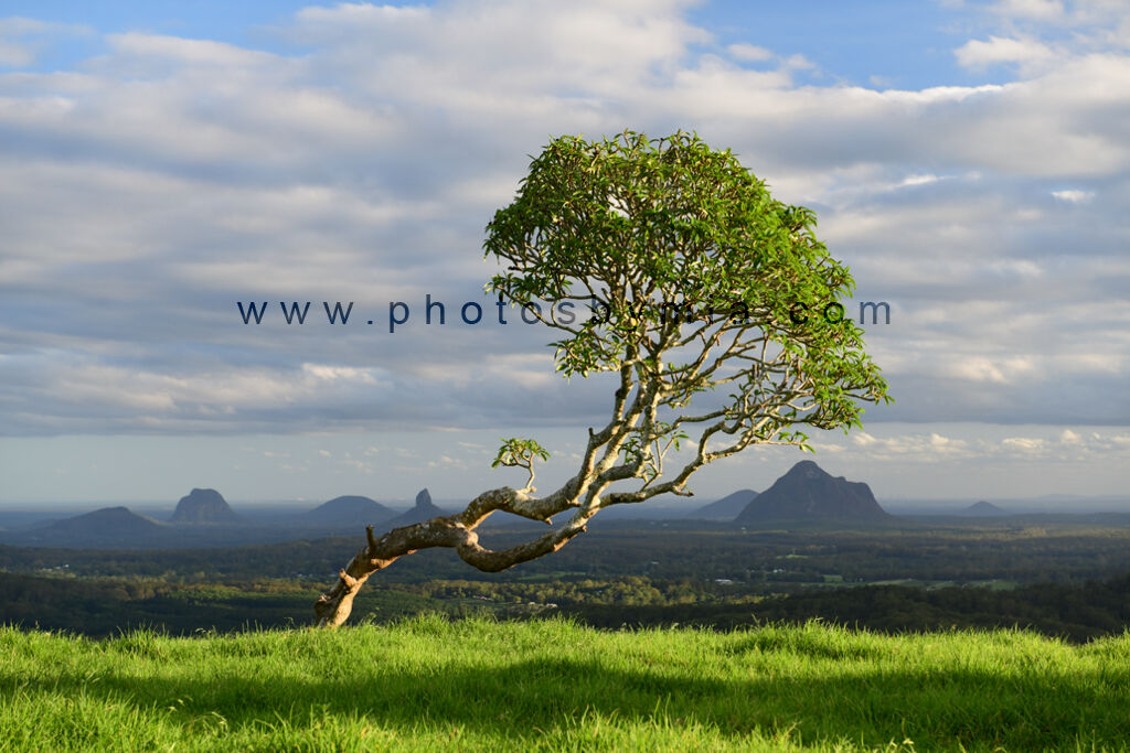 Crooked Tree Views