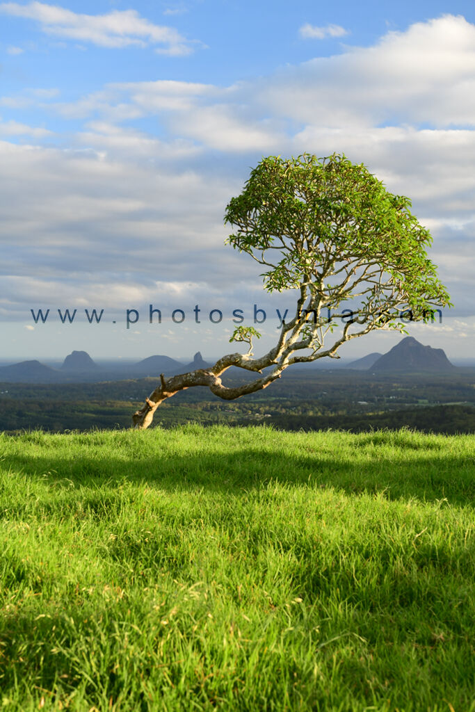 Crooked Tree