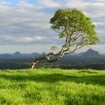 Crooked Tree