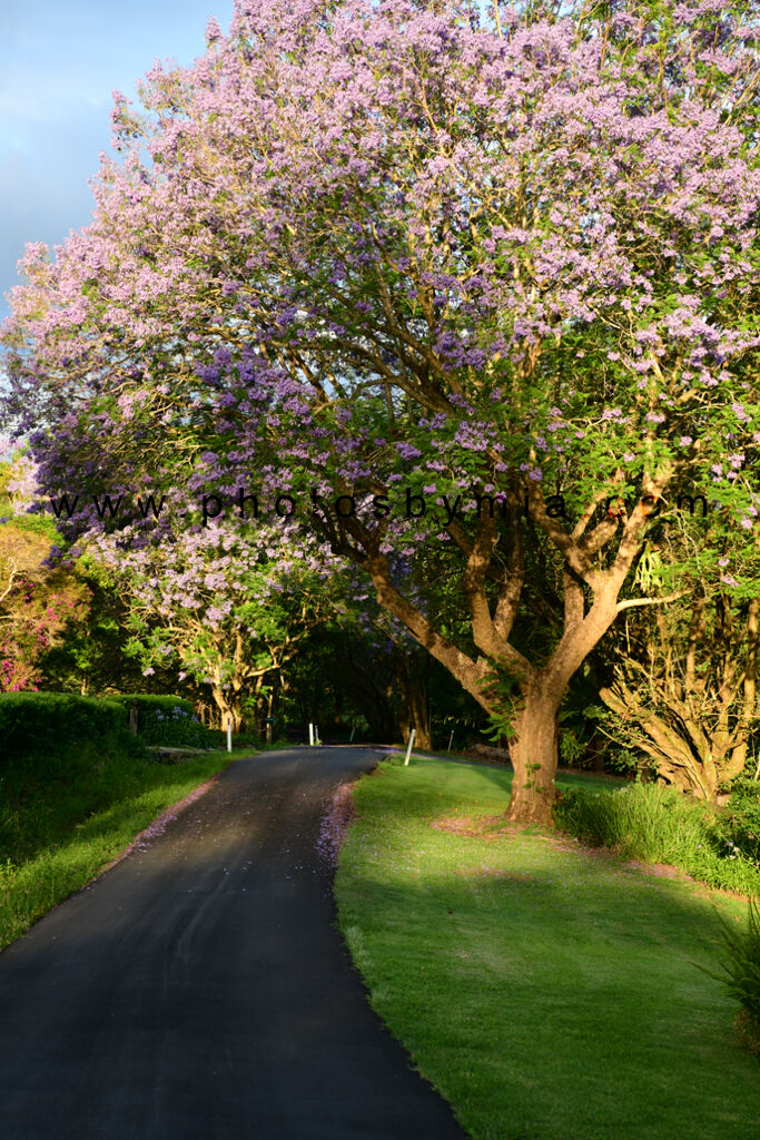 Road along the Jacaranda Trees