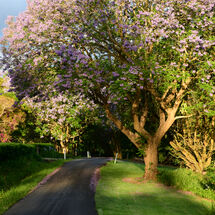 Road along the Jacaranda Trees