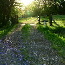 Jacaranda Drive