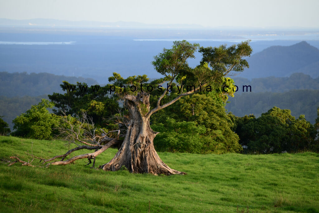 The Old Tree