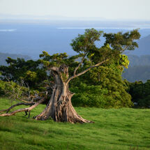 The Old Tree