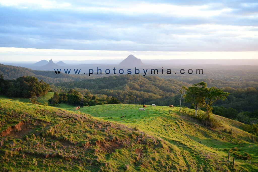 Cow Paddock Views