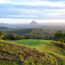 Cow Paddock Views