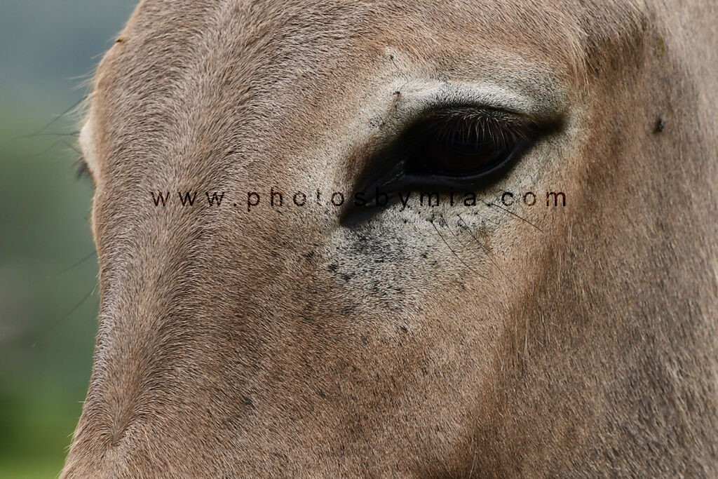 Eye of the Donkey