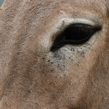 Eye of the Donkey