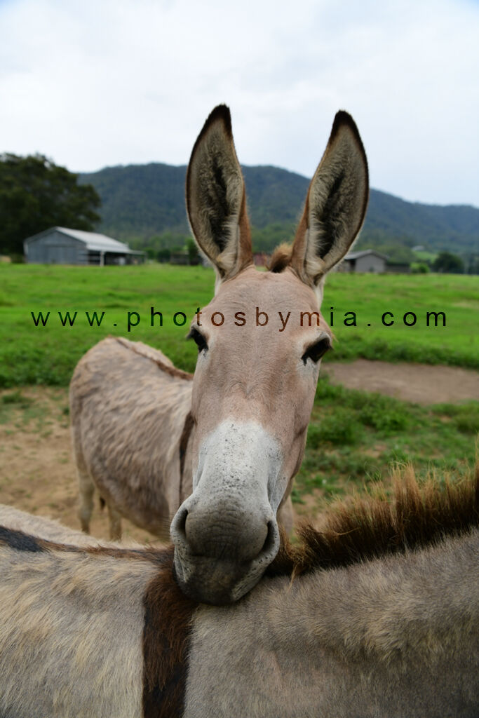 Donkey Rest