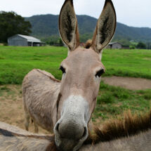 Donkey Rest