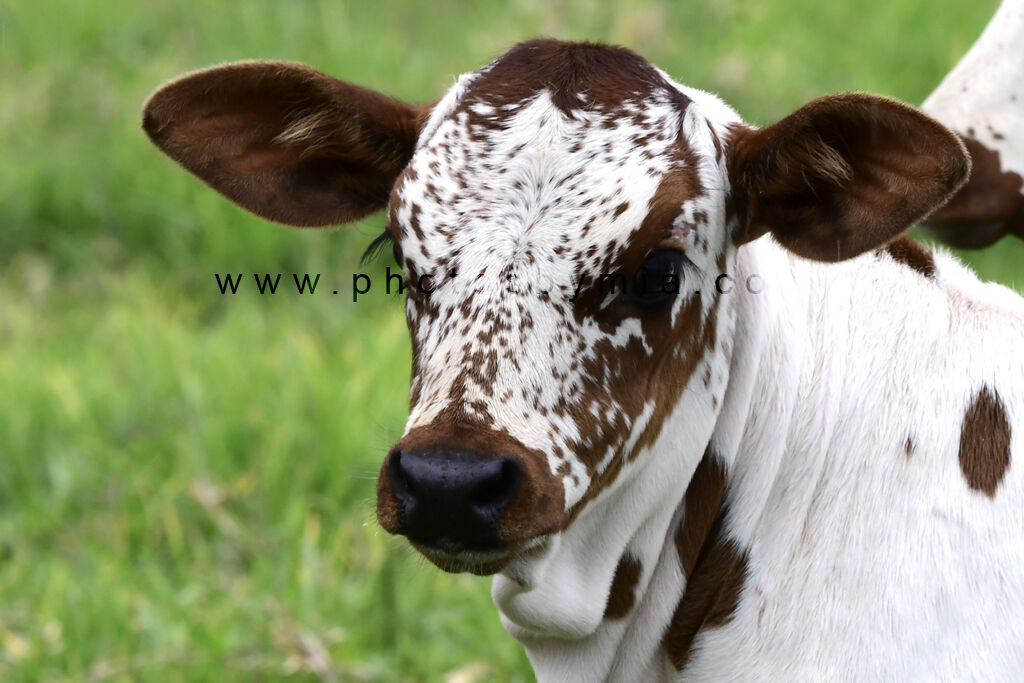 Freckled Calf