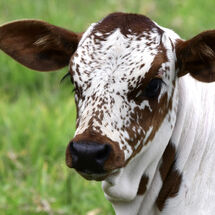Freckled Calf