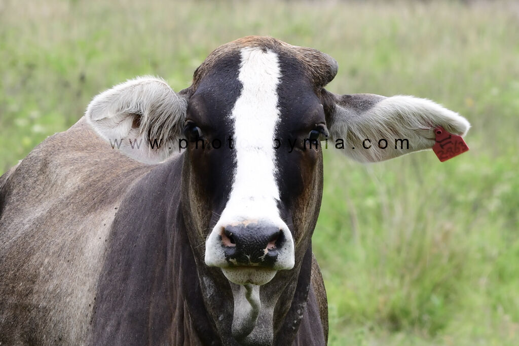 A Cow Divided