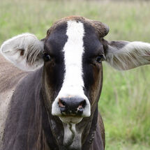 A Cow Divided