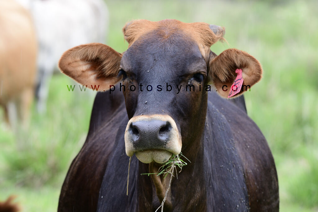 Brown Cow Eating