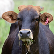 Brown Cow Eating