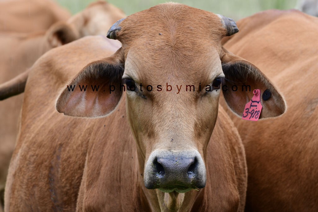 Orange Cow