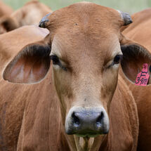 Orange Cow
