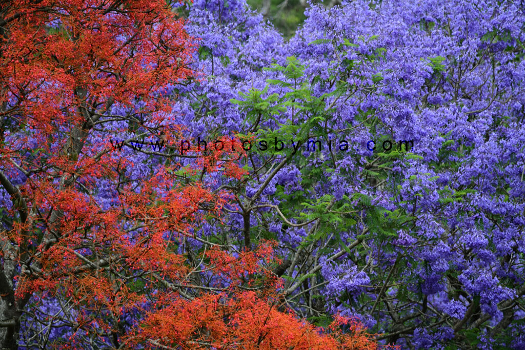 Jacaranda and a Flame