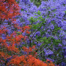 Jacaranda and a Flame