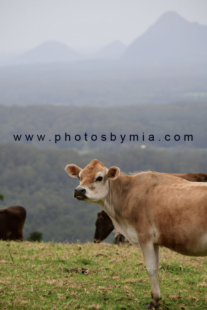 Cow Views