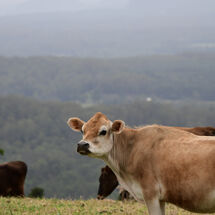 Cow Views