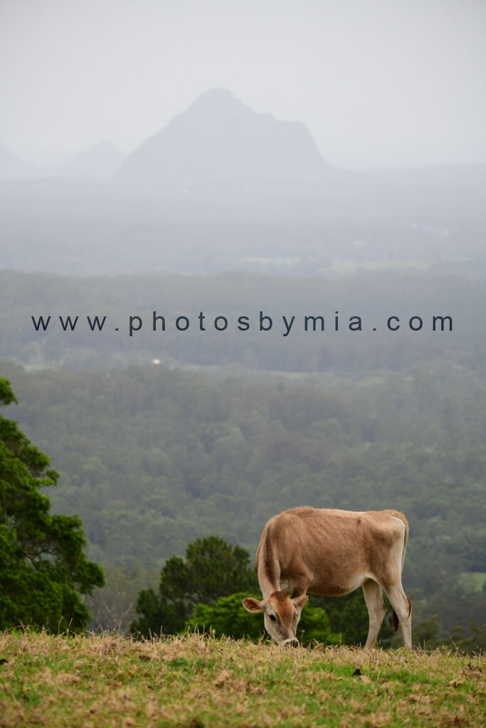 Glasshouse Moo