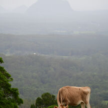 Glasshouse Moo