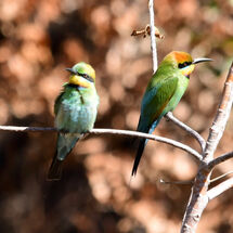 A Rainbow Couple