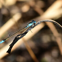 Damselfly