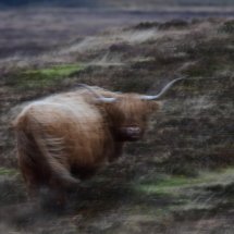 Mooving Coo