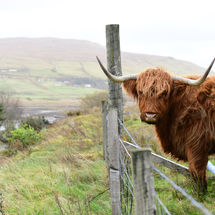 Waiting at the fence