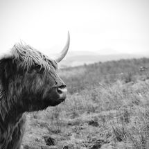 A Hairy Coo in Black and White