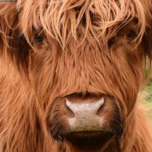 Highland Coo