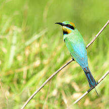 Rainbow Nester