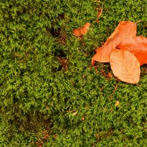 Leaves on Moss