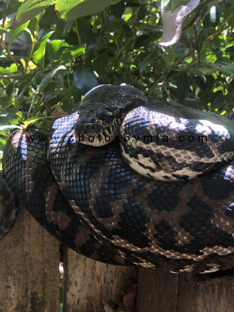 Carpet Python Snooze