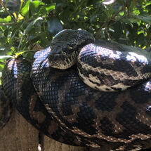 Carpet Python Snooze