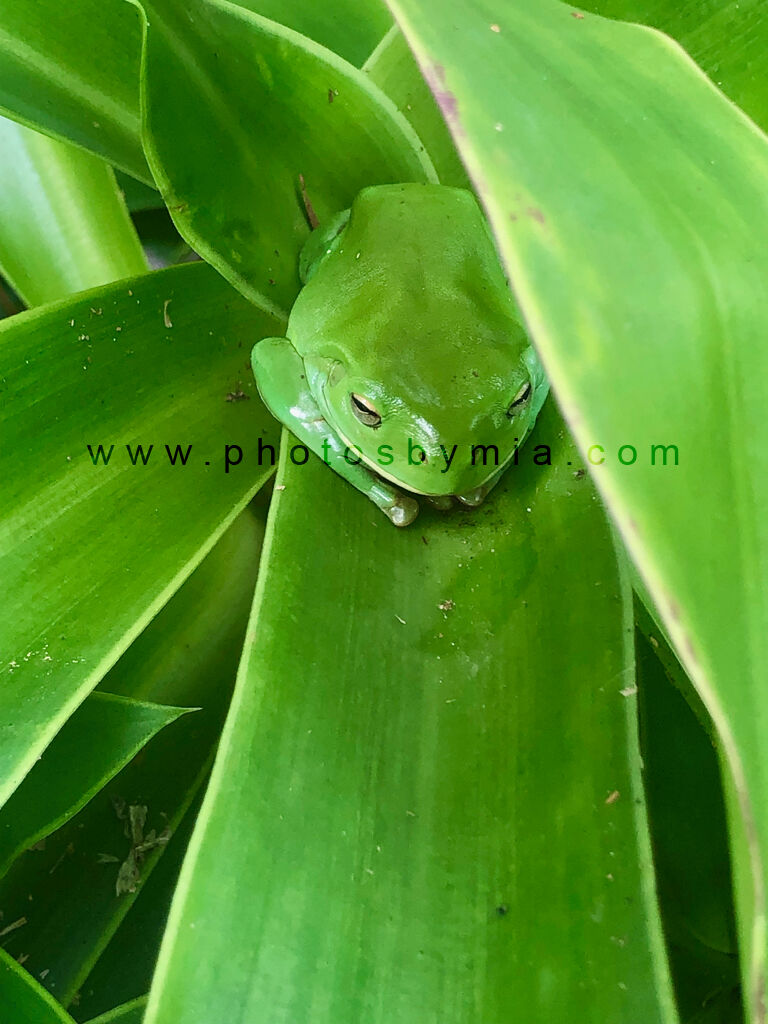 Little Frog Hiding in the Green
