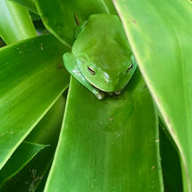 Little Frog Hiding in the Green