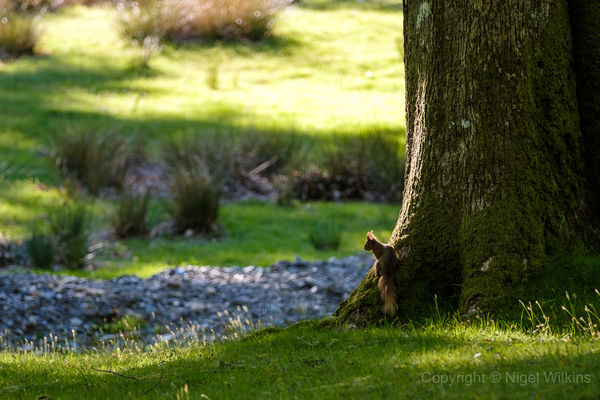Red Squirrel