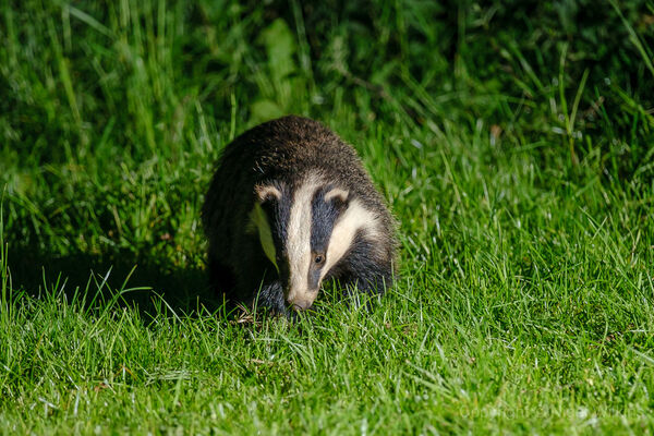 Badger